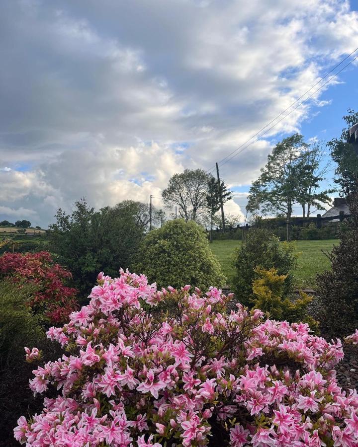 Dans Wee Cottage Slieve Croob Dromara Castlewellan Newcastle Buitenkant foto